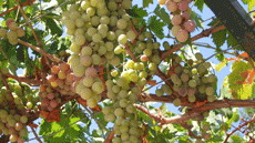 Турция ОТЕЛЬ Turunc Hotel