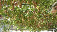 Турция ОТЕЛЬ Turunc Hotel