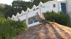 Турция ОТЕЛЬ Turunc Hotel