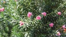 Турция ОТЕЛЬ Turunc Hotel